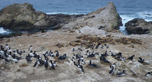 The Farallon Islands Aerial Drop Rat Poison Project