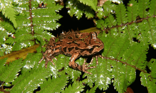 A24 traps keep rats down for endangered frog to flourish