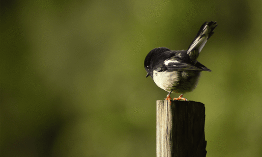 Constant control for rare robins in Fiordland