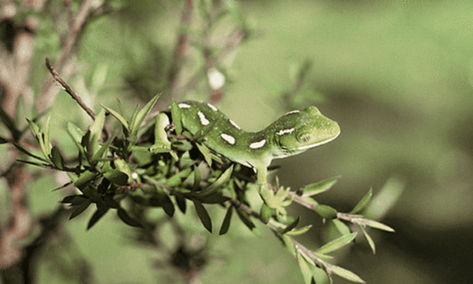 Minimizing risk of spreading kauri dieback while protecting native lizards in Greenhithe