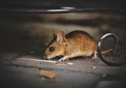 What Are The Differences Between Rats & Mice?
