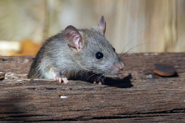 What are the different species of rats - 64 rat species