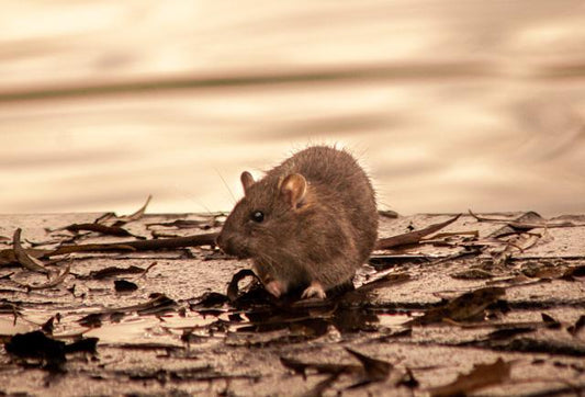 4 common myths about rats