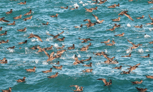Protected mainland tītī thriving following installation of A24 trap network in Bluff