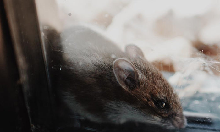 Four reasons rats are hard to trap