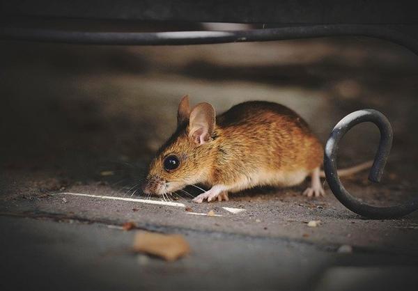 What Are The Differences Between Rats & Mice?